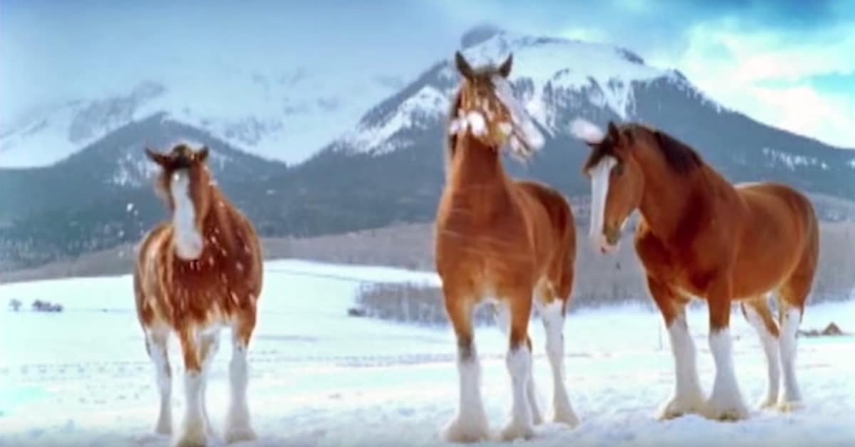 Budweiser Horses Snowball Fight